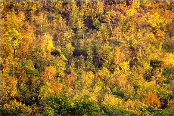 Monsoon Forest Tala  Экстерьер фото