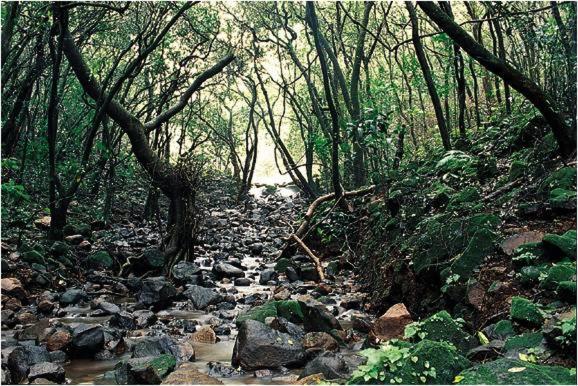 Monsoon Forest Tala  Экстерьер фото